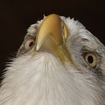 Aug in Aug - mit dem Weißkopfseeadler