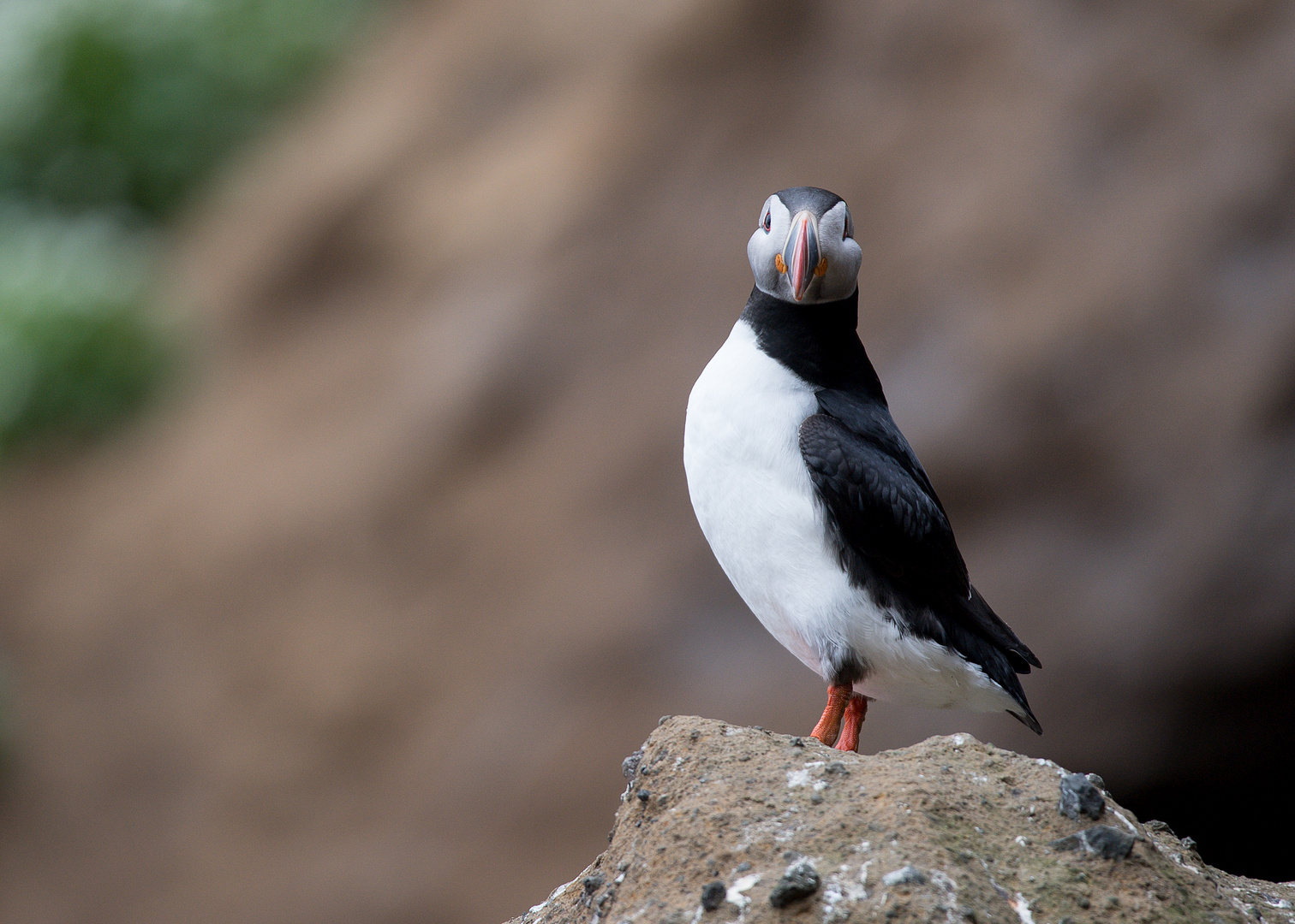 Aug in Aug mit dem wilden Puffin....