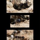 Aug' in Aug' mit den spanischen Ameisen