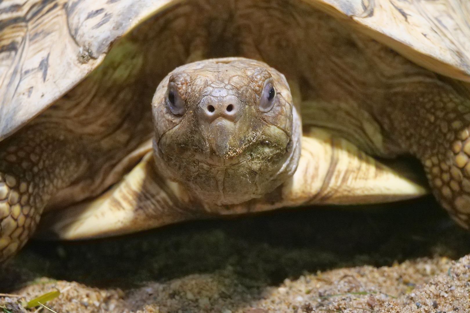 Aug' in Aug' mit der Riesenschildkröte 