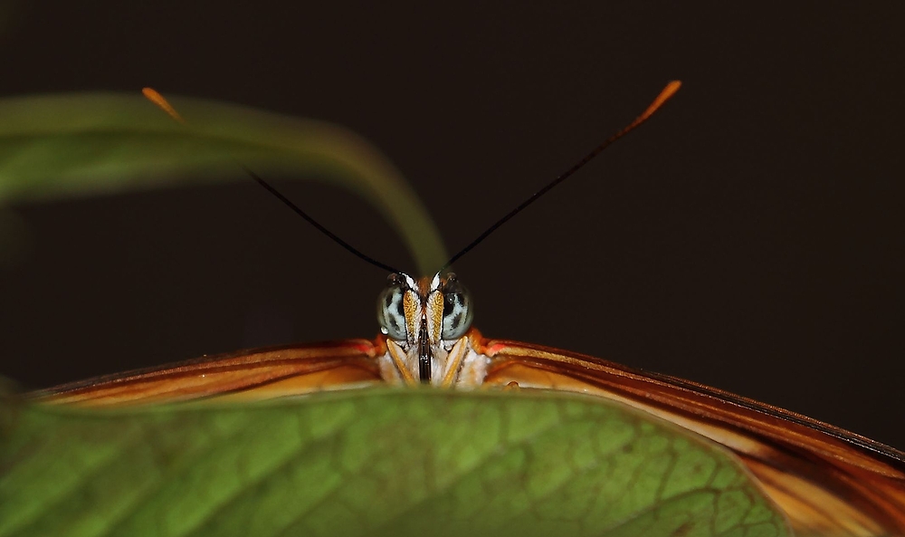 Aug in Aug mit einem Schmetterling