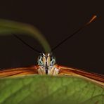 Aug in Aug mit einem Schmetterling