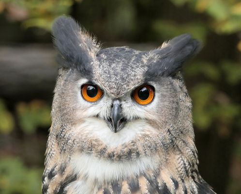 Aug in Aug mit einem Uhu