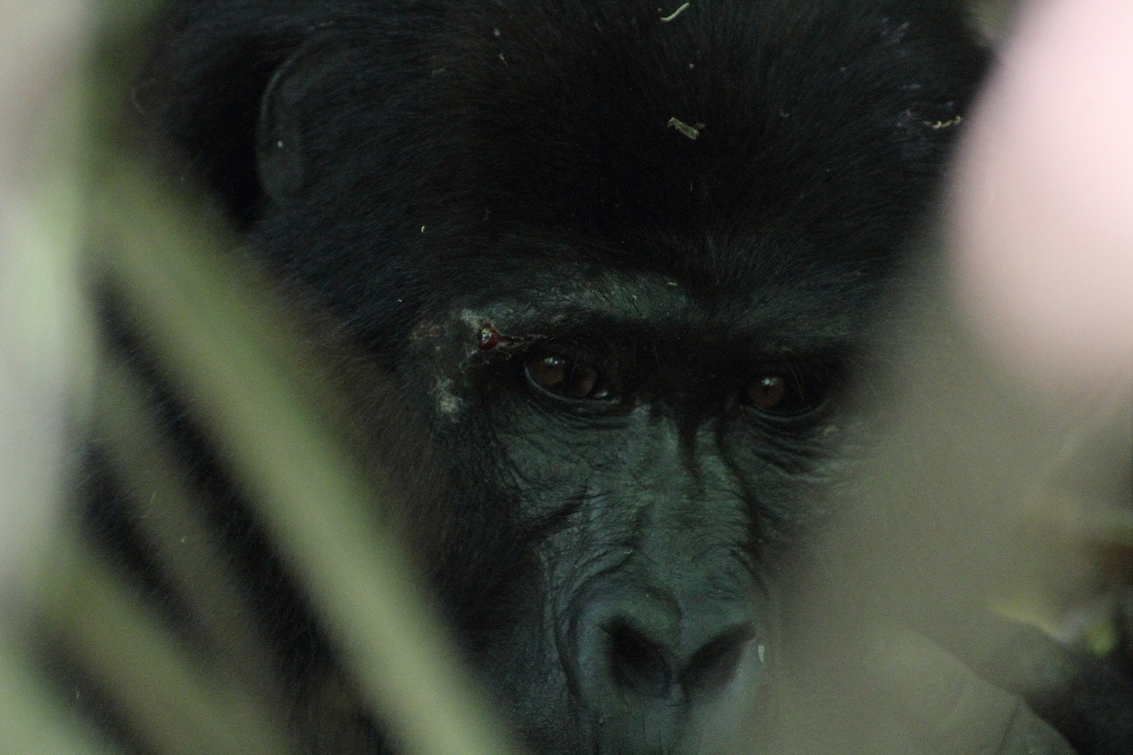 Aug in Auge mit dem Gorilla