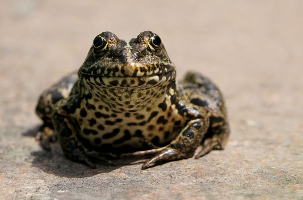 Aug in Auge mit dem "Tigerfrosch"