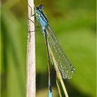 Aug in Auge mit der Jungfer