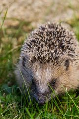 Aug um Aug mit einem Fakirmattenträger (Erinaceus roumanicus)