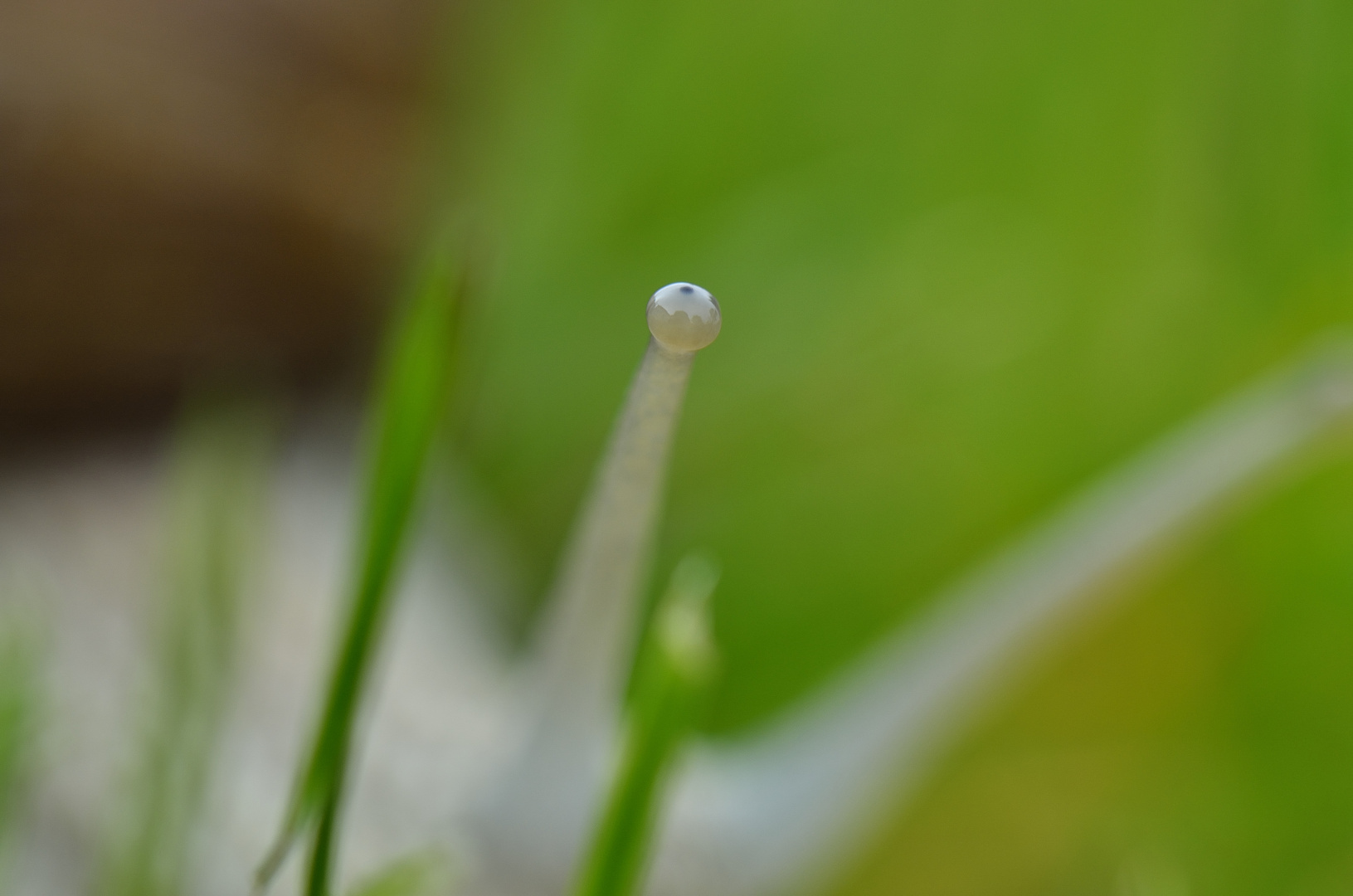 Auge der Schnecke