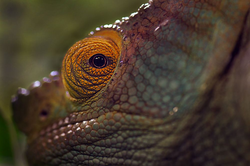 Auge des Chamäleon Foto & Bild | tiere, zoo, wildpark & falknerei