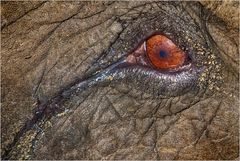 Auge des Elefanten