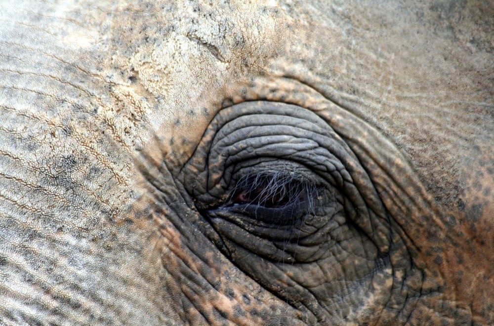 Auge des Elefantenbullen Nikolai Zoo Hannover