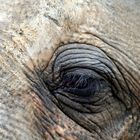 Auge des Elefantenbullen Nikolai Zoo Hannover