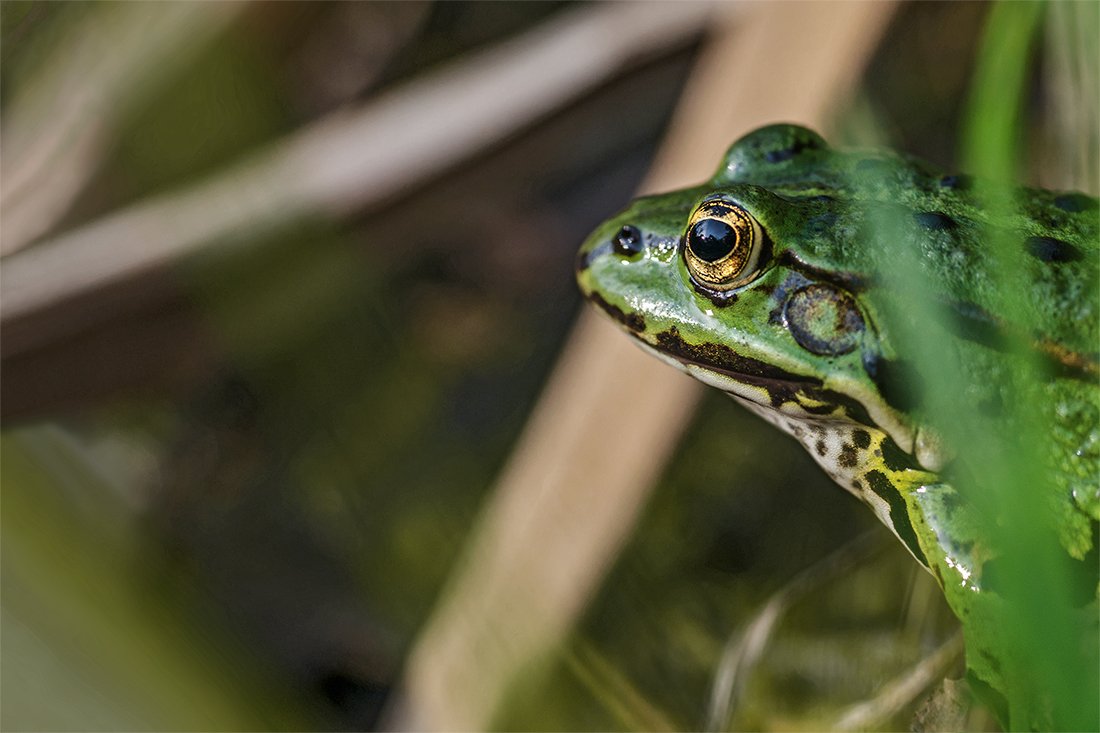 Auge des Frosches