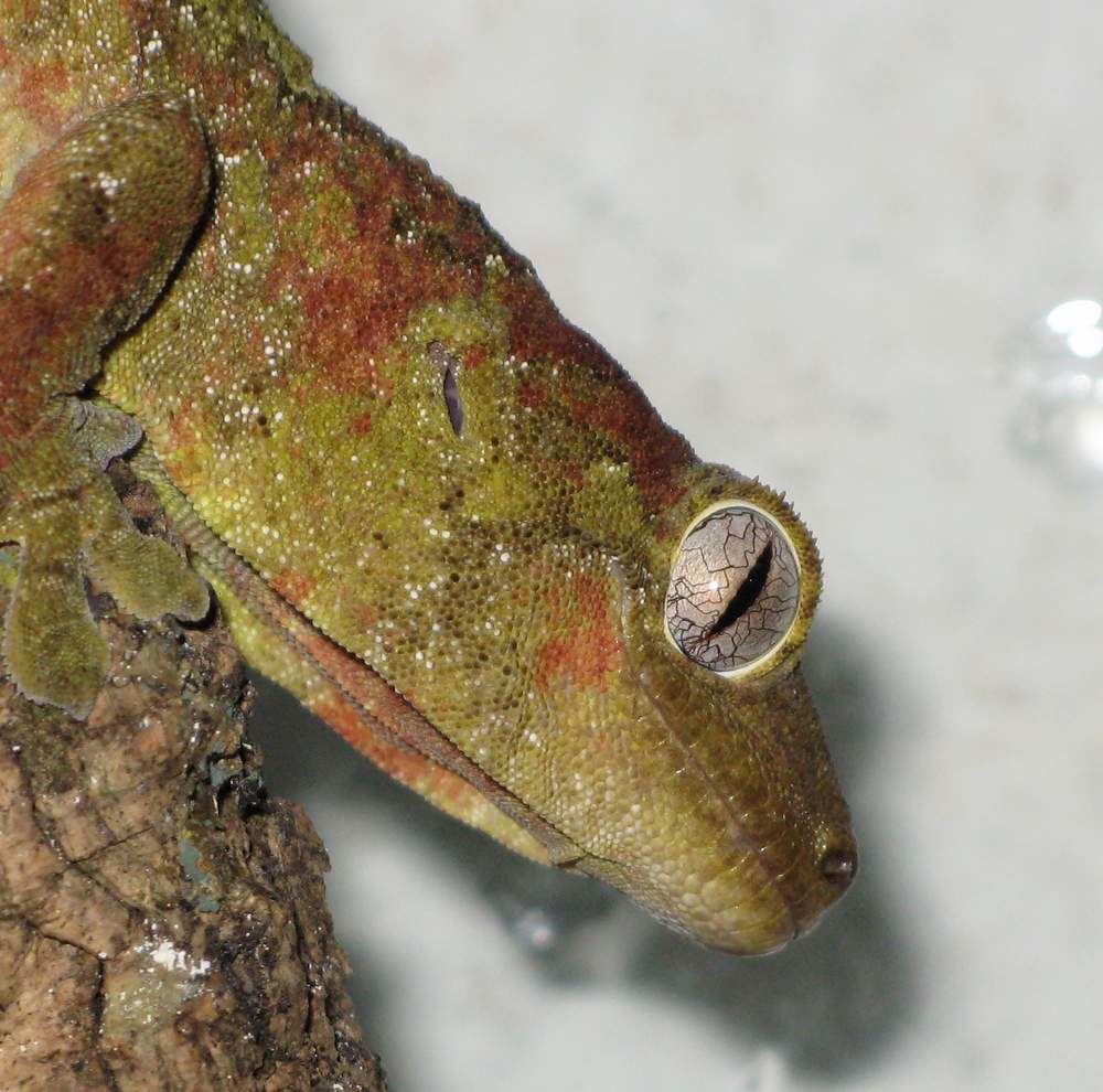 Auge des Geckos