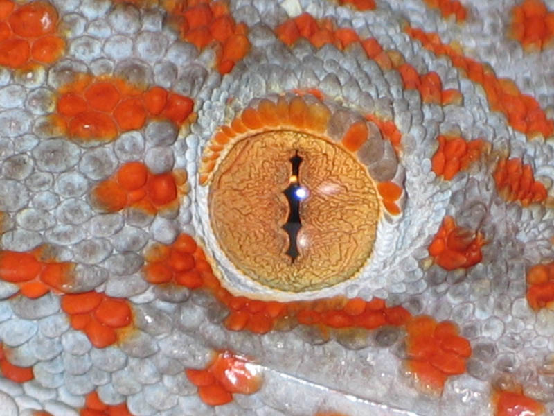 Auge des Geckos