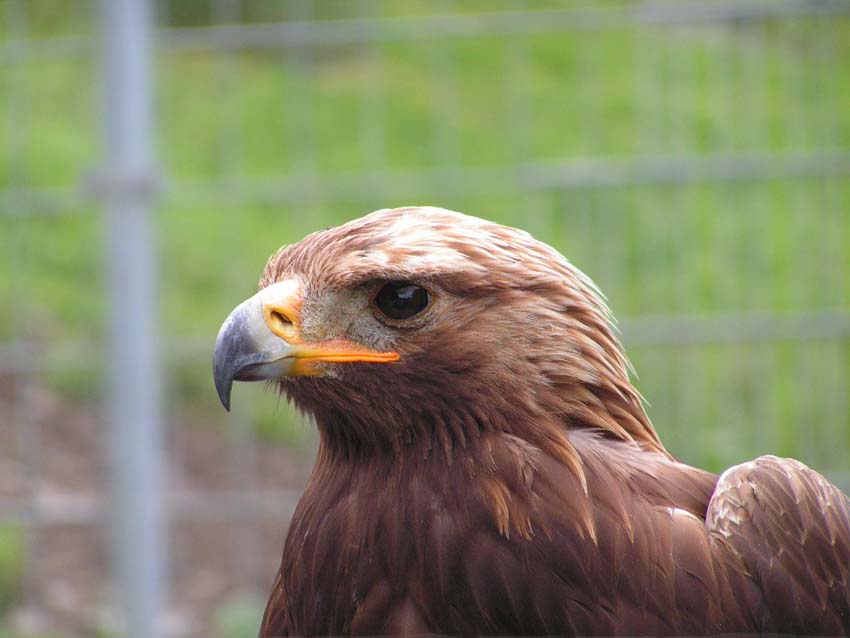 Auge des Jägers