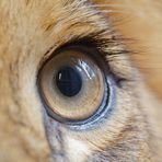 Auge des Löwen