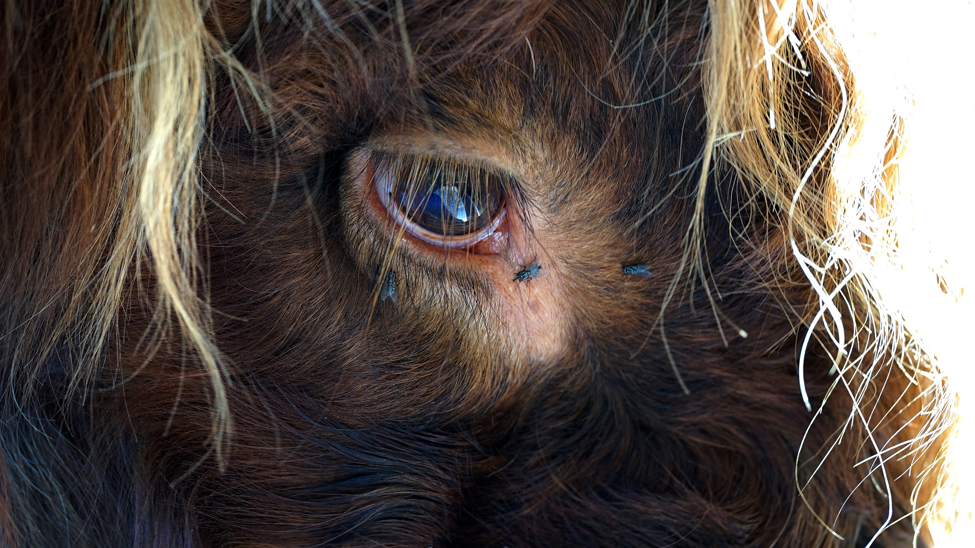 Auge des schottischen Hochlandrindes