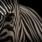 Auge des Zebras
