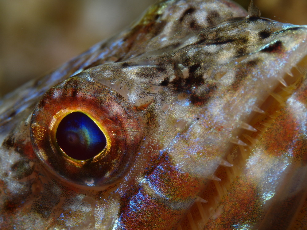Auge Eidechsenfisch