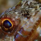 Auge Eidechsenfisch