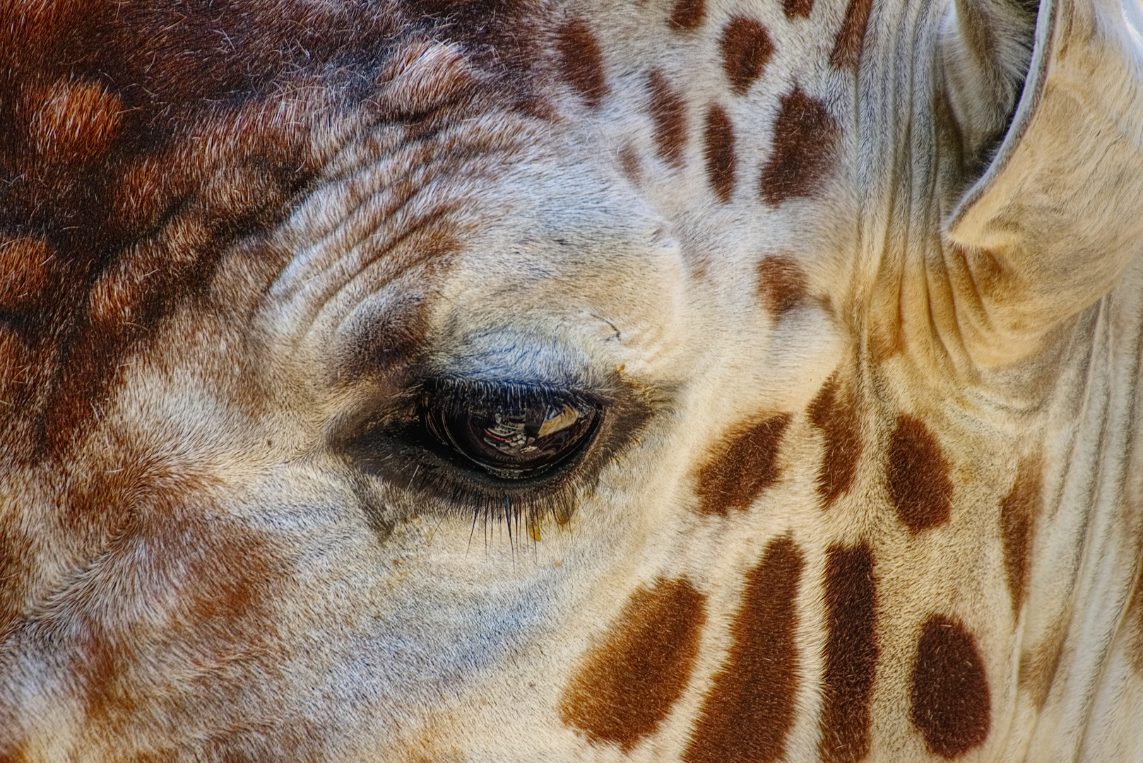 Auge einer Giraffe