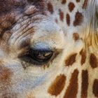 Auge einer Giraffe