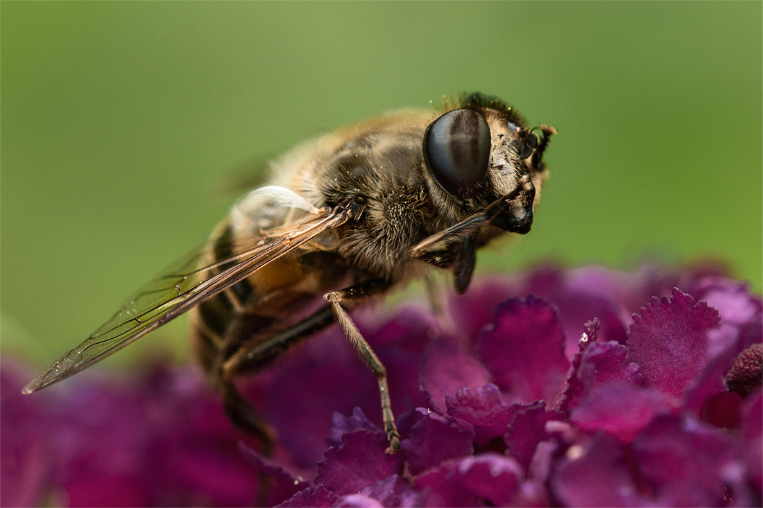 Auge einer Schwebfliege