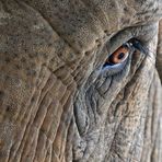 Auge eines Elefanten