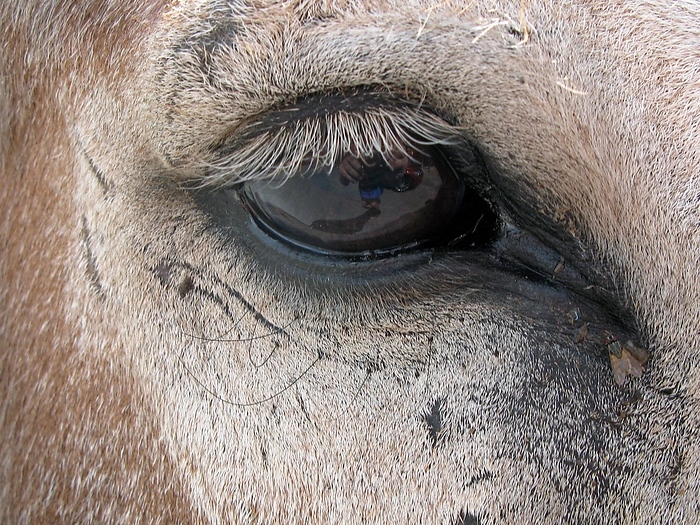 Auge eines halbwilden Esels (mit Fliege u. halbem Fotografen)