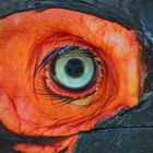 Auge eines Hornraben