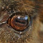 Auge eines Kamels