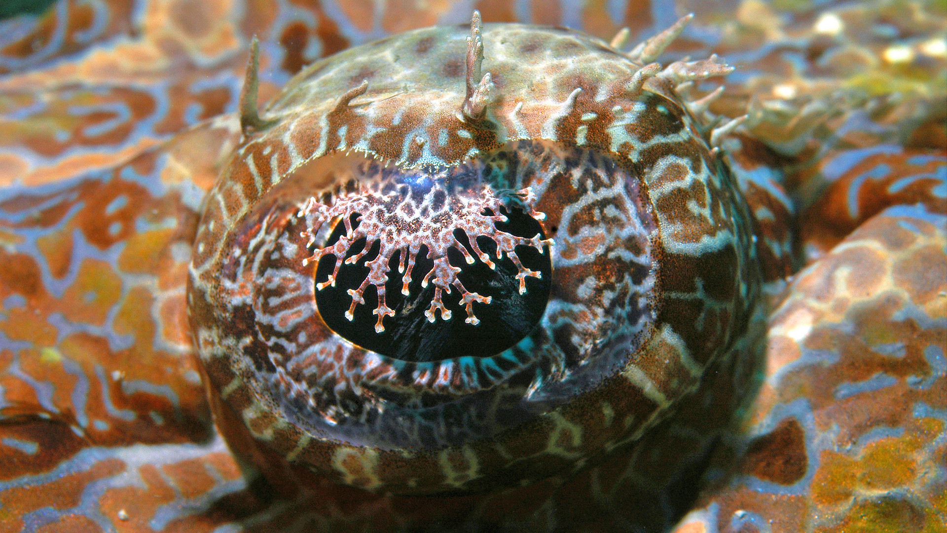 auge eines krokodilfisches