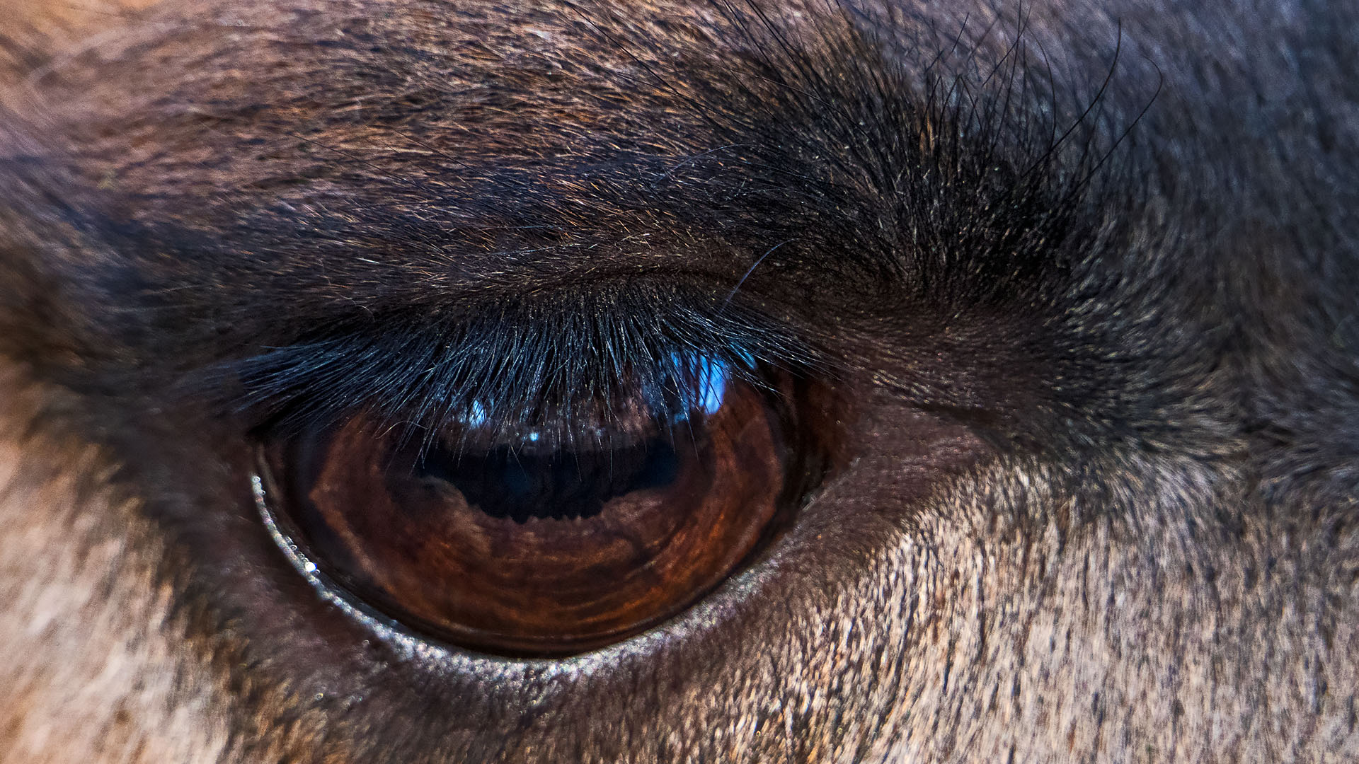 Auge eines Lamas 002
