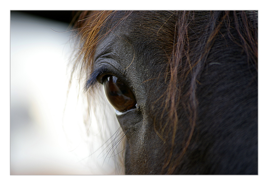 Auge eines Pferdes