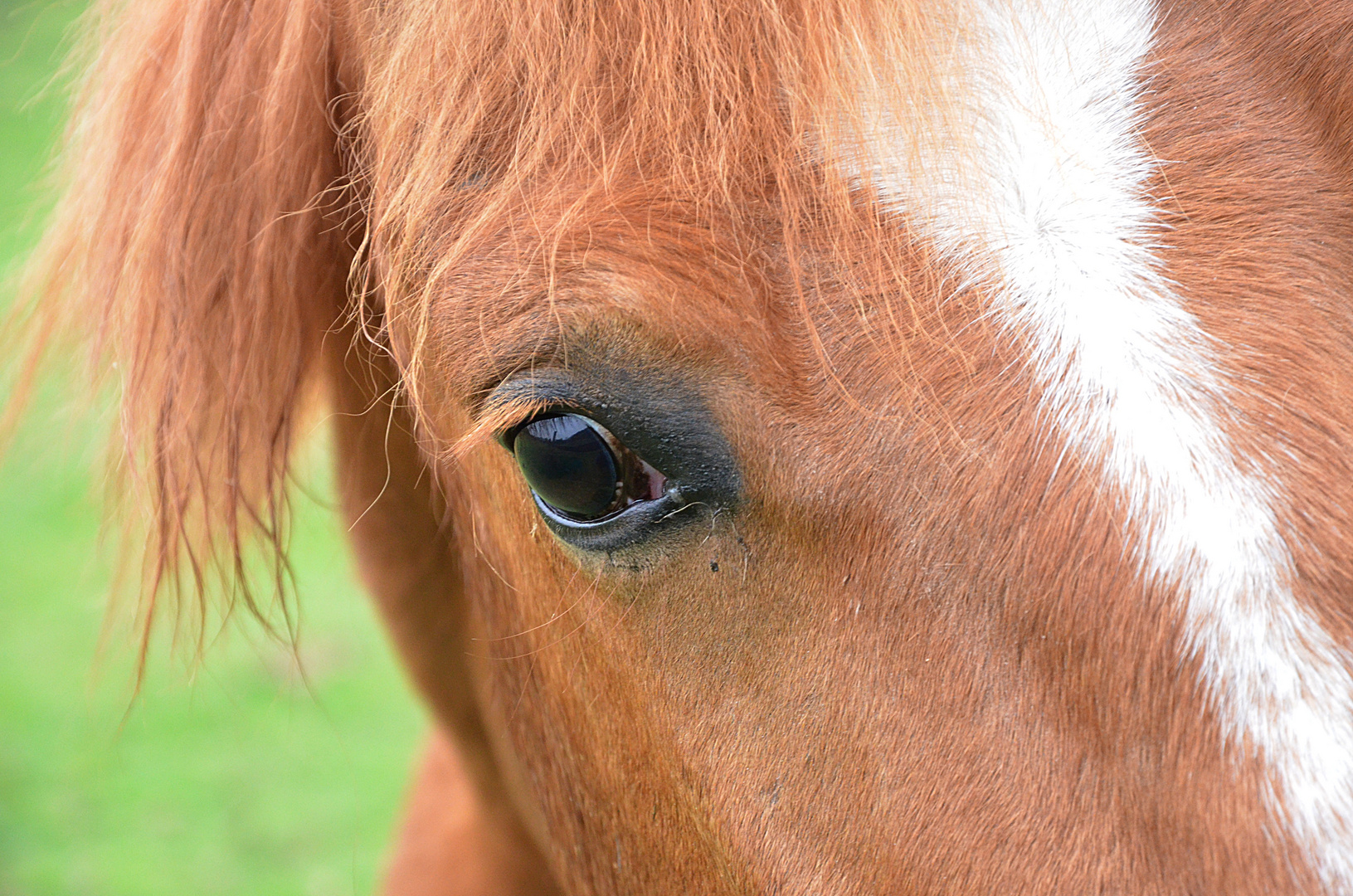 Auge eines Pferdes