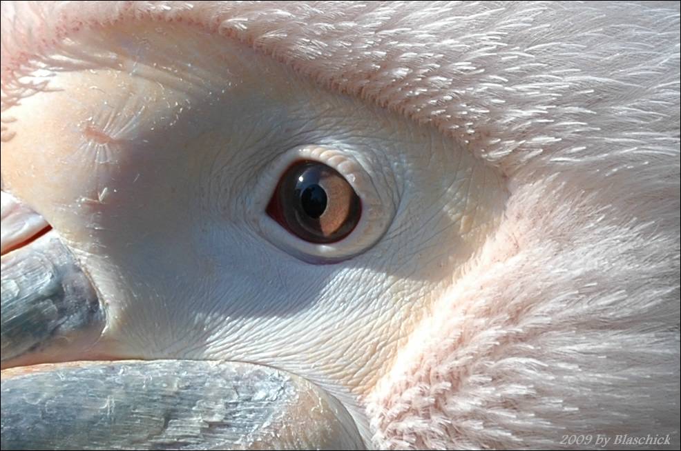 Auge im Auge mit einen Pelikan