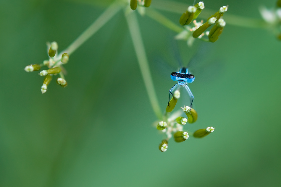 ... Auge im Auge mit einer Libelle :-) ...