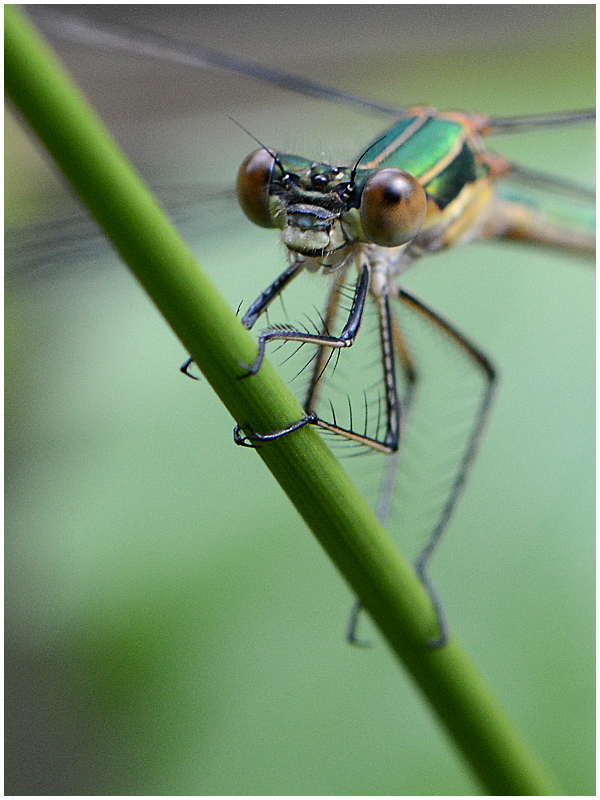 "Auge in Auge" (2) - Weidenjungfer