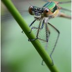 "Auge in Auge" (2) - Weidenjungfer