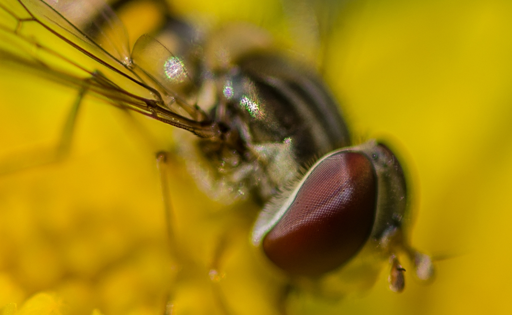 Auge in Auge