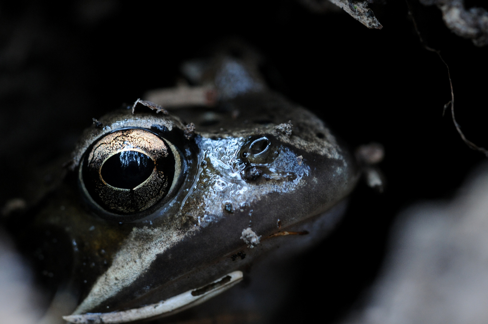 Auge in Auge!