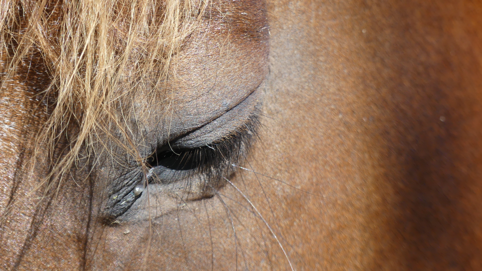 Auge in Auge