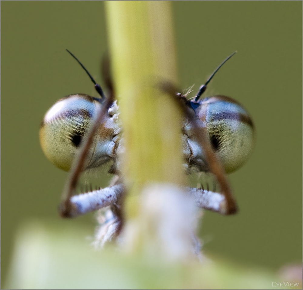 Auge in Auge