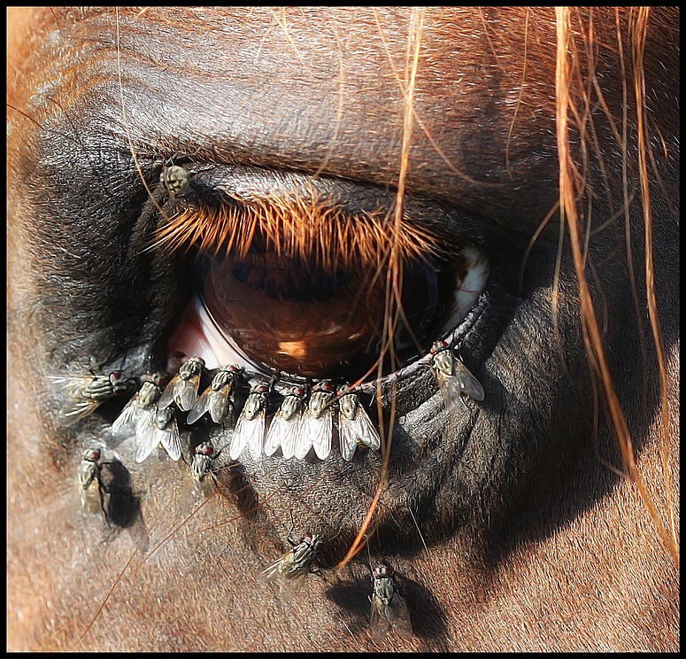 Auge in Auge