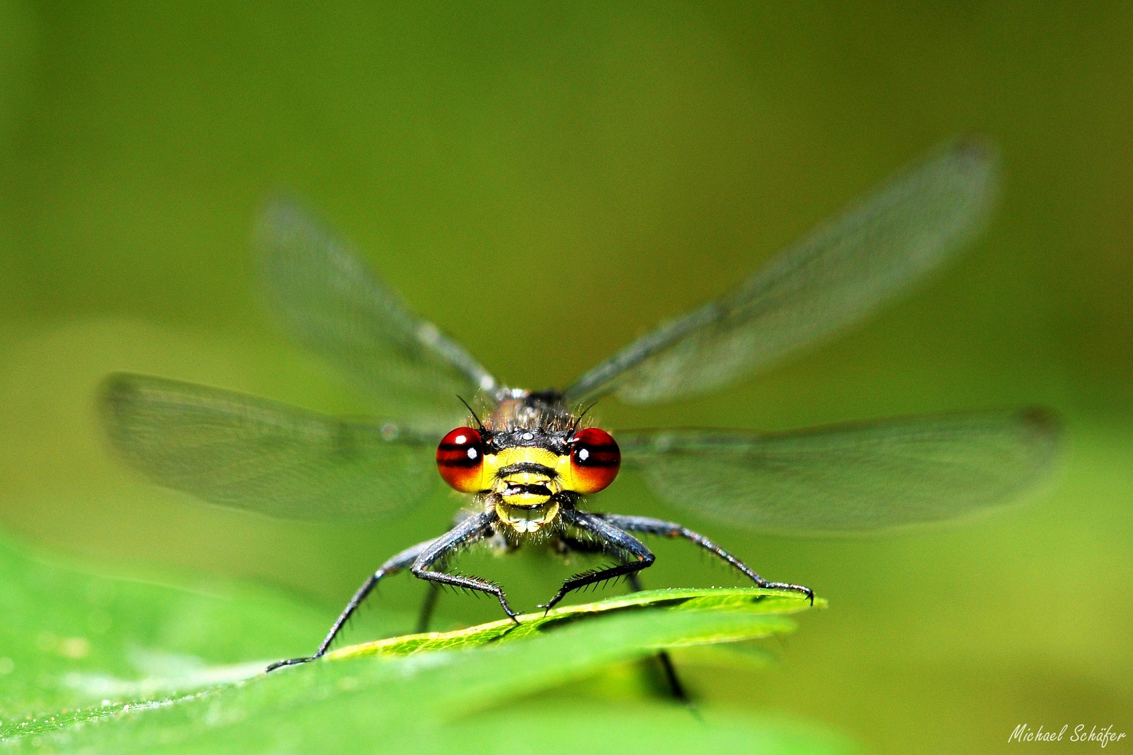 Auge in Auge