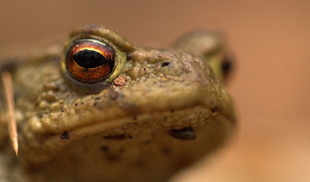 Auge in Auge.... Foto & Bild | tiere, wildlife, amphibien & reptilien ...
