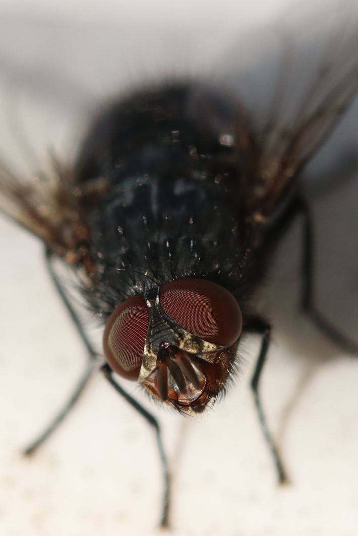 Auge in Auge auf meinem Balkon