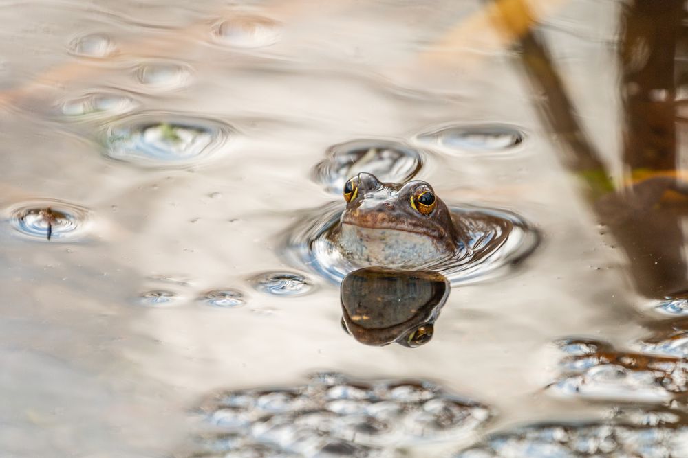 Auge in Auge