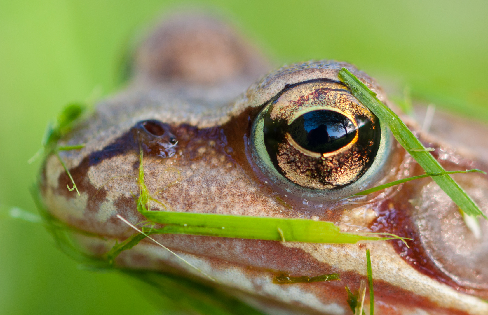 Auge in Auge